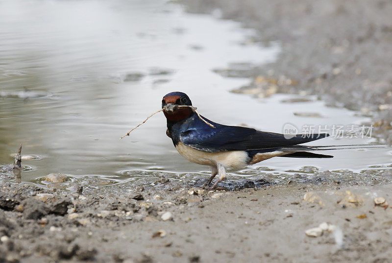 小燕子(Hirundo rustica)为它的巢收集泥土